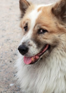 köpek arıyorum yakın çekim