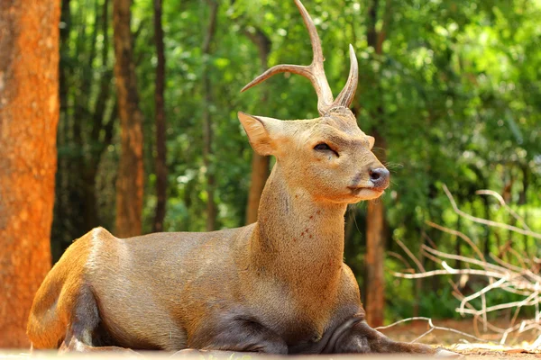 Sika deer in the nature — Stock Photo, Image