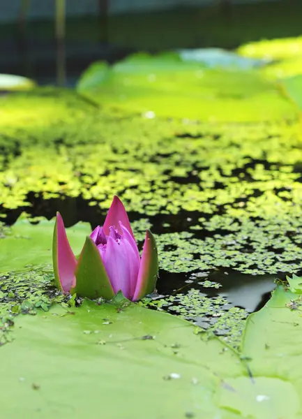 Lotus rosa lila i naturen — Stockfoto