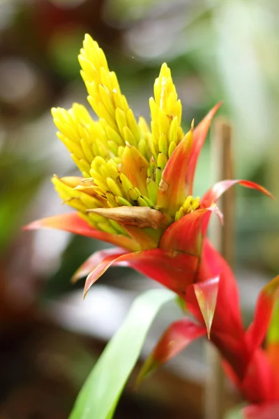 Bromélia flores no jardim — Fotografia de Stock