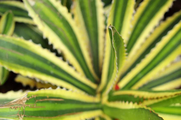 Pandanus tectorius in the nature — Stock Photo, Image