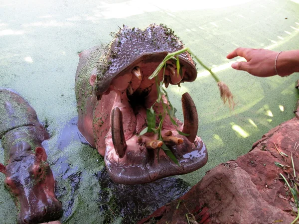 Hippo portrait in the nature — Stock Photo, Image