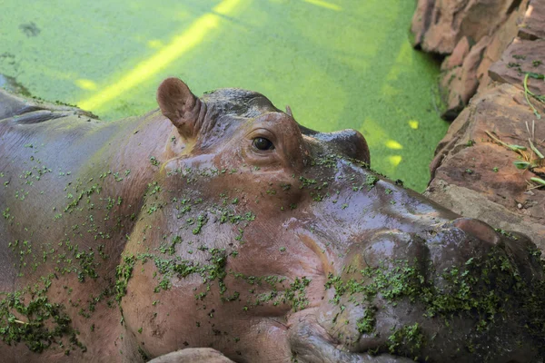 Hippo muotokuva luonnossa — kuvapankkivalokuva
