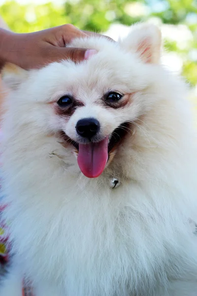 Portrait of a pomeranian dog — Stock Photo, Image