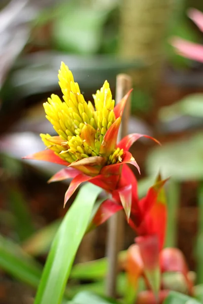 Bromeliad flowers in the garden — Stock Photo, Image