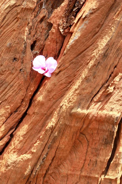 Pink orchid flowers on the wood — Stock Photo, Image