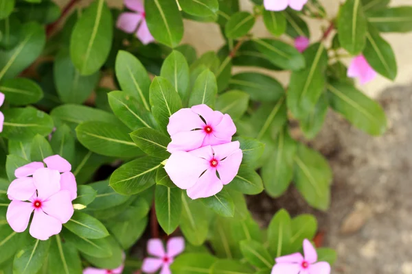 Rosa blomma i naturen — Stockfoto