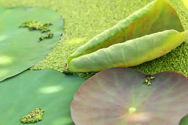 Hoja de loto verde en la naturaleza . — Foto de Stock