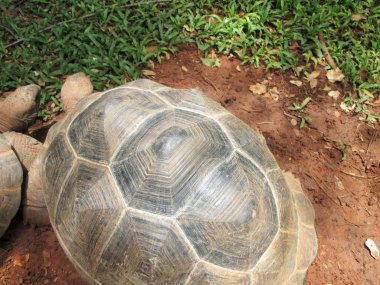 doğada gezinme kaplumbağa