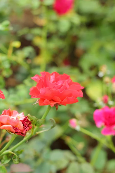 Rosa rossa nella natura — Foto Stock
