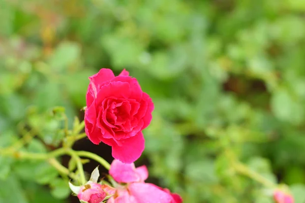 Rosa rossa nella natura — Foto Stock