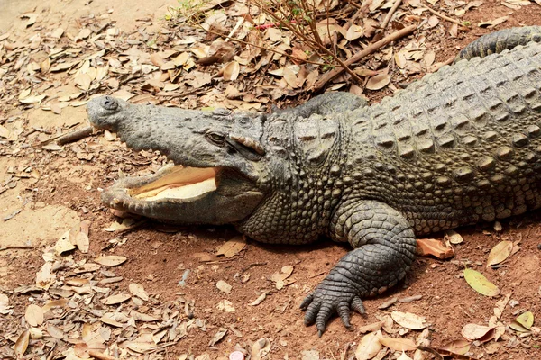 Crocodilo na natureza - no chão . — Fotografia de Stock