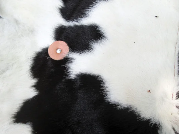 Weißer und schwarzer Hintergrund Kuhfell. — Stockfoto