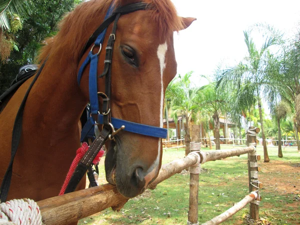 Cavalo de close-up na fazenda — Fotografia de Stock