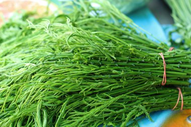 Akasya pennata Tay taze Pazar