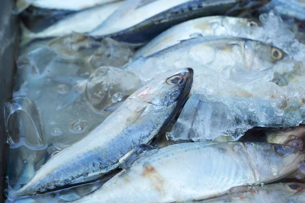 Färsk fisk på marknaden — Stockfoto