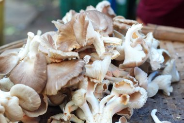 Pazarda taze mantarlar