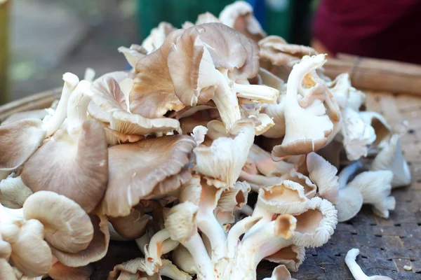 Färska svampar på marknaden — Stockfoto