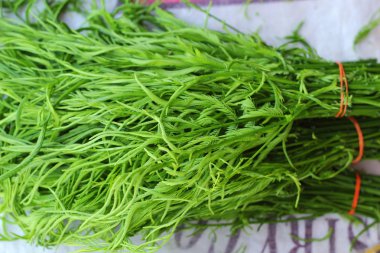 Akasya pennata Tay taze Pazar