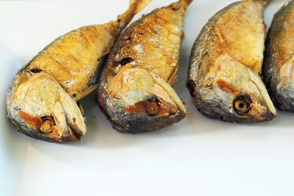 Fried mackerel in the plate — Stock Photo, Image