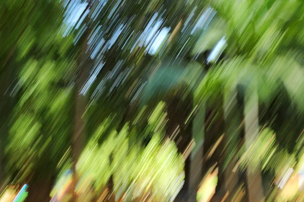 模糊的光森林-背景美 — 图库照片