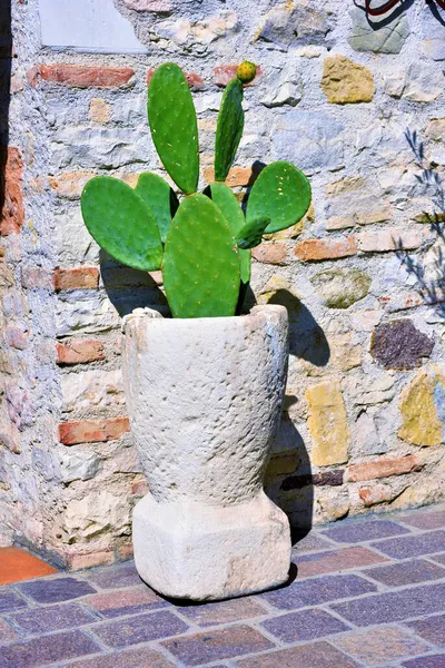 Pera Espinhosa Sirmione Italia — Fotografia de Stock