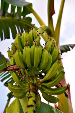 Tropea İtalya 'da bir bahçede yeşil muzlar