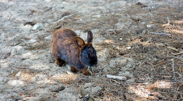 Кролик Великому Острові Острів Кроликів Порто Цезаріо Салений Італю — стокове фото
