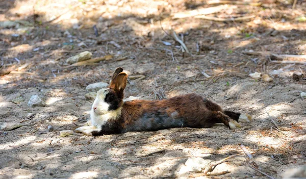 Kaninchen Auf Der Großen Insel Insel Der Kaninchen Porto Cesareo — Stockfoto