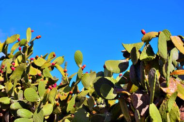 Sicilya 'daki Scopello armutları