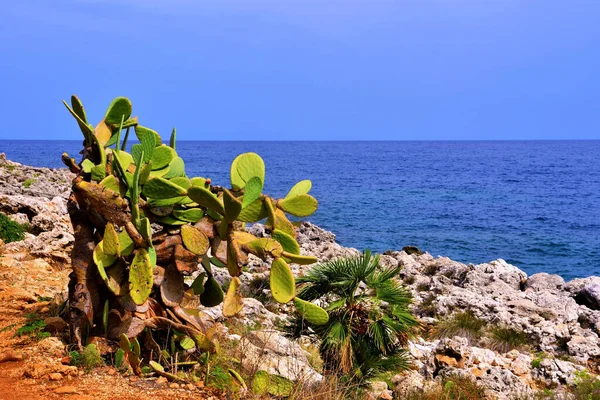 Çingaro doğal rezervindeki kıyı manzarası Sicilya 'da.