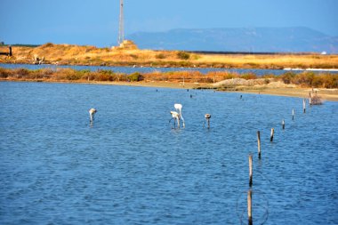 flamingos Oriented nature reserve 