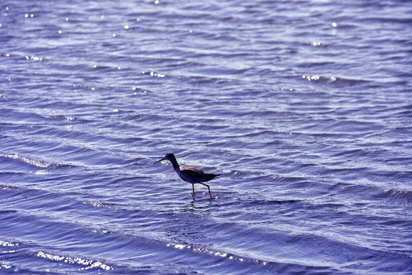 Georiënteerd Natuurreservaat Saline Trapani Paceco — Stockfoto