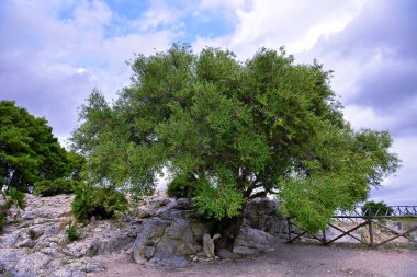  Segesta, Trapani Sicilya, İtalya 'daki antik Yunan tapınağında öncü tepe