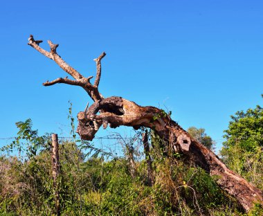Vendicari Vahşi Yaşam Koruma Alanı, Syracuse 'un özgür belediye konsorsiyumu içinde yer alan korunan doğal bir alandır.