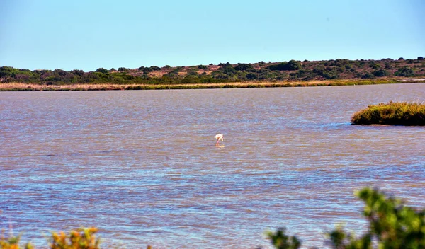 Reserva Vida Selvagem Vendicari Uma Área Natural Protegida Localizada Dentro — Fotografia de Stock