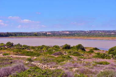 Vendicari Vahşi Yaşam Koruma Alanı, Syracuse 'un özgür belediye konsorsiyumu içinde yer alan korunan doğal bir alandır.