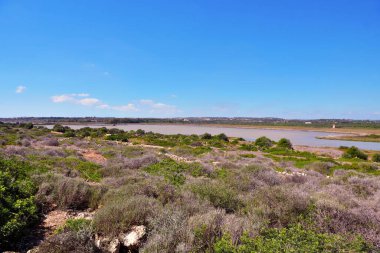 Vendicari Vahşi Yaşam Koruma Alanı, Syracuse 'un özgür belediye konsorsiyumu içinde yer alan korunan doğal bir alandır.