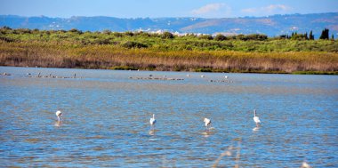 Vendicari Vahşi Yaşam Koruma Alanı, Syracuse 'un özgür belediye konsorsiyumu içinde yer alan korunan doğal bir alandır.