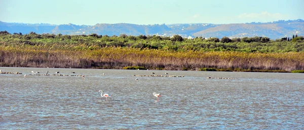 Riserva Naturale Vendicari Area Naturale Protetta Situata All Interno Del — Foto Stock