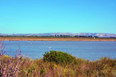 Vendicari Vahşi Yaşam Koruma Alanı, Syracuse 'un özgür belediye konsorsiyumu içinde yer alan korunan doğal bir alandır.