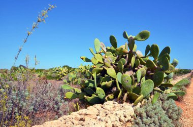 Vendicari Vahşi Yaşam Koruma Alanı, Syracuse 'un özgür belediye konsorsiyumu içinde yer alan korunan doğal bir alandır.
