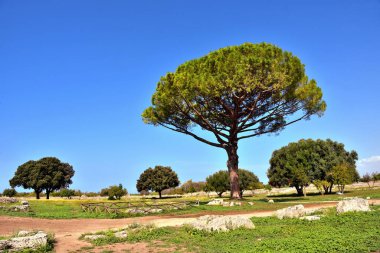 Paestum capaccio İtalya antik Yunan hakimiyetinin kalıntılarının kalıntıları.