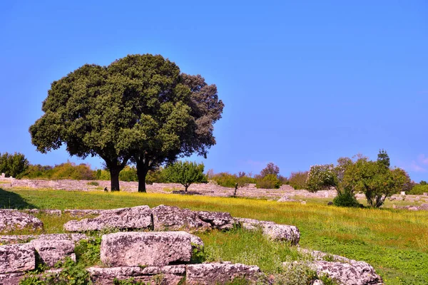 Paestum Capaccio Itálie Starověké Trosky Pozůstatků Náboženských Staveb Starověké Řecké — Stock fotografie