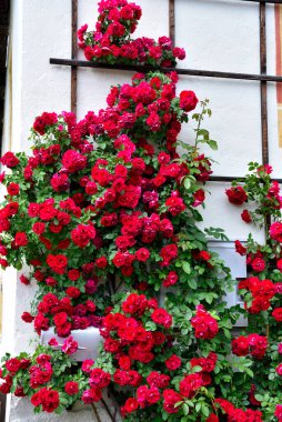 Güney Tyrol İtalya 'da güller