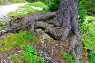 Val di Funes Güney Tyrol İtalya 'sındaki patikalarda büyük kökler var.