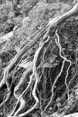 İtalya 'nın Cenova tepelerinde ağaç kökleri bulundu. 