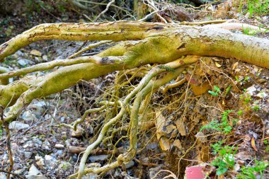 İtalya 'nın Cenova tepelerinde ağaç kökleri bulundu. 