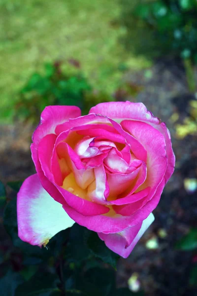 Euroflora Nervi Parkuje Różę Poświęconą Księżniczce Monako Genua Włochy — Zdjęcie stockowe