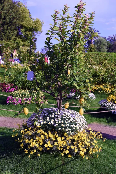 Euroflora Exhibition Flower Ornamental Plant One Main Floral Exhibitions Taking — Stock Photo, Image